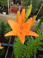 [5028 Campeche No02.JPG]